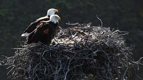 bald-eagle-nest