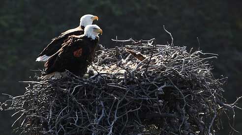 Baldeagle made an apperance at the #PhiladelphiaEagles game 