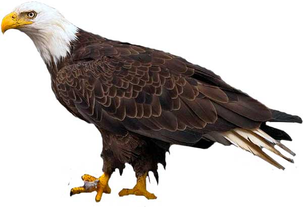 Bald eagle, Size, Habitat, Diet, & Facts