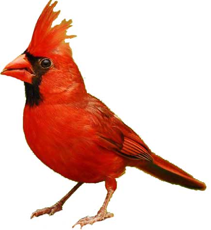 Cardinal Bird: (Diet + Habitat + Facts) - Science4Fun