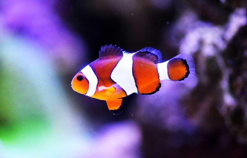 different colored clown fish