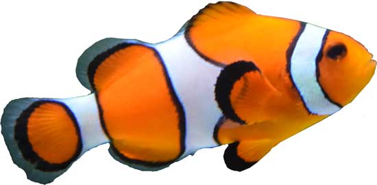 different colored clown fish