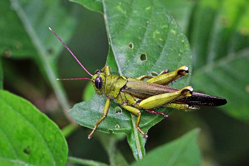 grasshopper-sitting-on-a-leaf