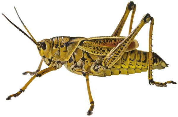Grasshopper | Life Cycle + Facts + Habitat | - Science4Fun