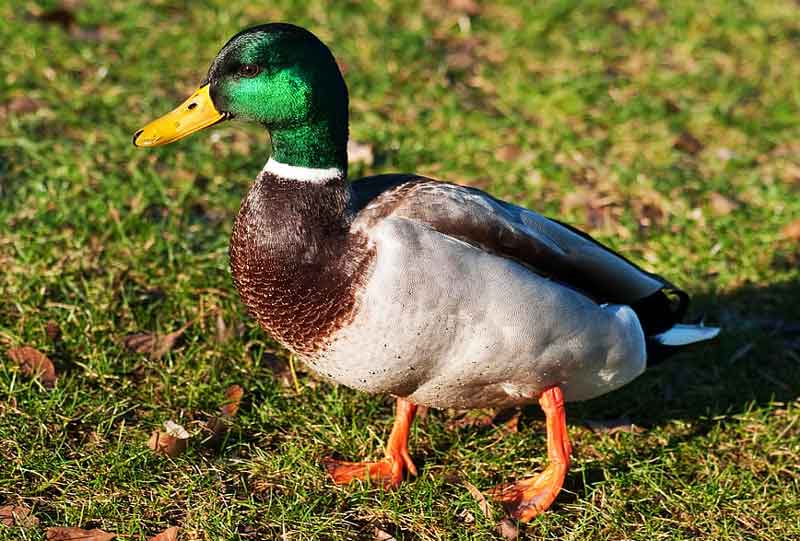 mallard-duck-on-the-grass