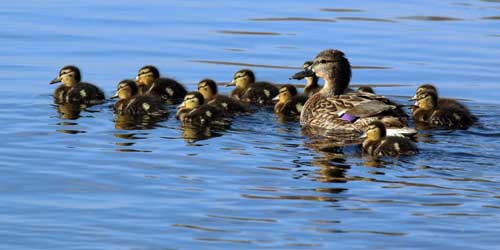 Mallard Duck Facts Diet Habitat Science4Fun   Mallard Duck With Its Chicks 