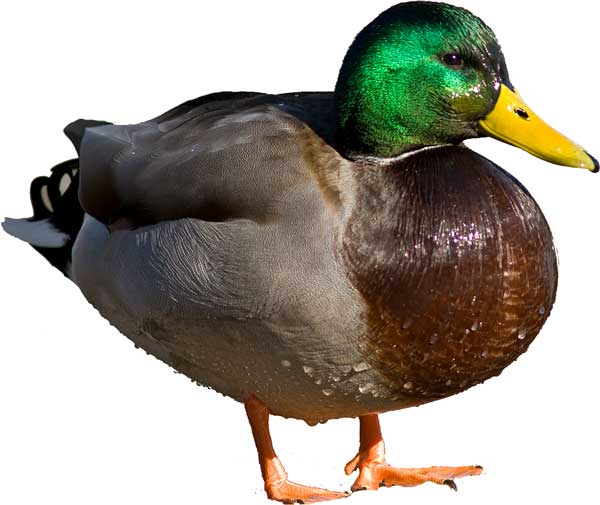 all about mallard ducks