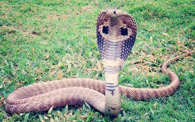 cobra-snake