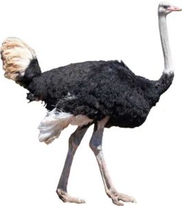 ostrich