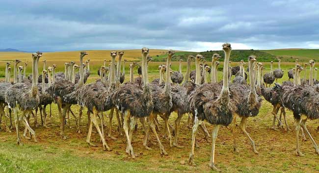 ostriches-family