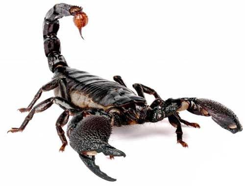 how many legs does a scorpion have