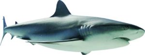 shark