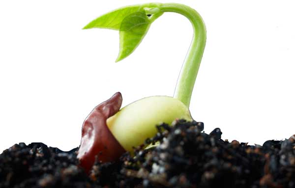 germination of seeds