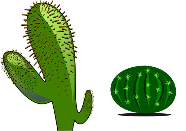 Cactus Plant Habitation Growth And Facts Science4fun