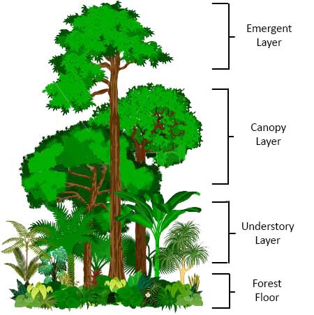 Amazon Rainforest Canopy Layer Facts HTIISR