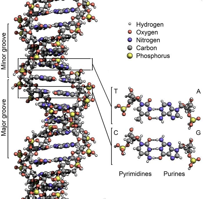 DNA-Structure