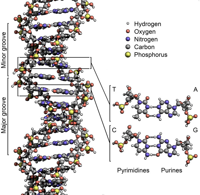 DNA: Deoxyribonucleic Acid - (Structure + Genes + Facts) - Science4Fun