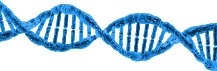 DNA-strand
