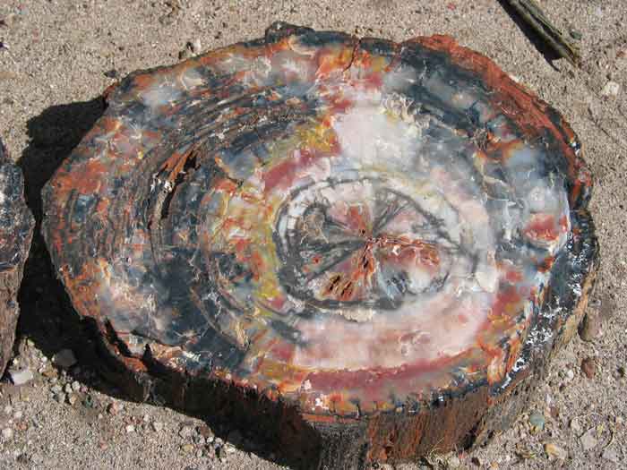 Petrified-wood-Permineralized-fossil