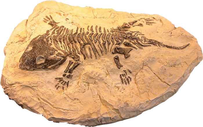 Fossil