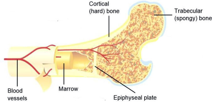 bone-composition