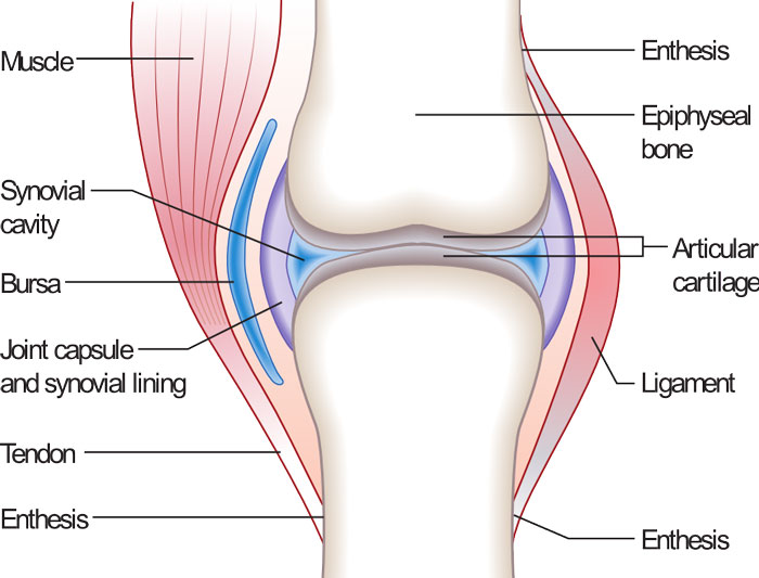 bone-joint