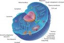 cell-biology