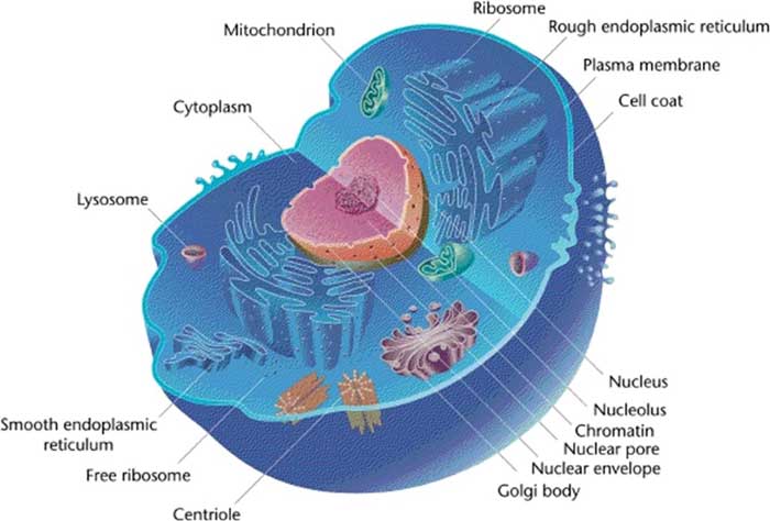 download cell structure