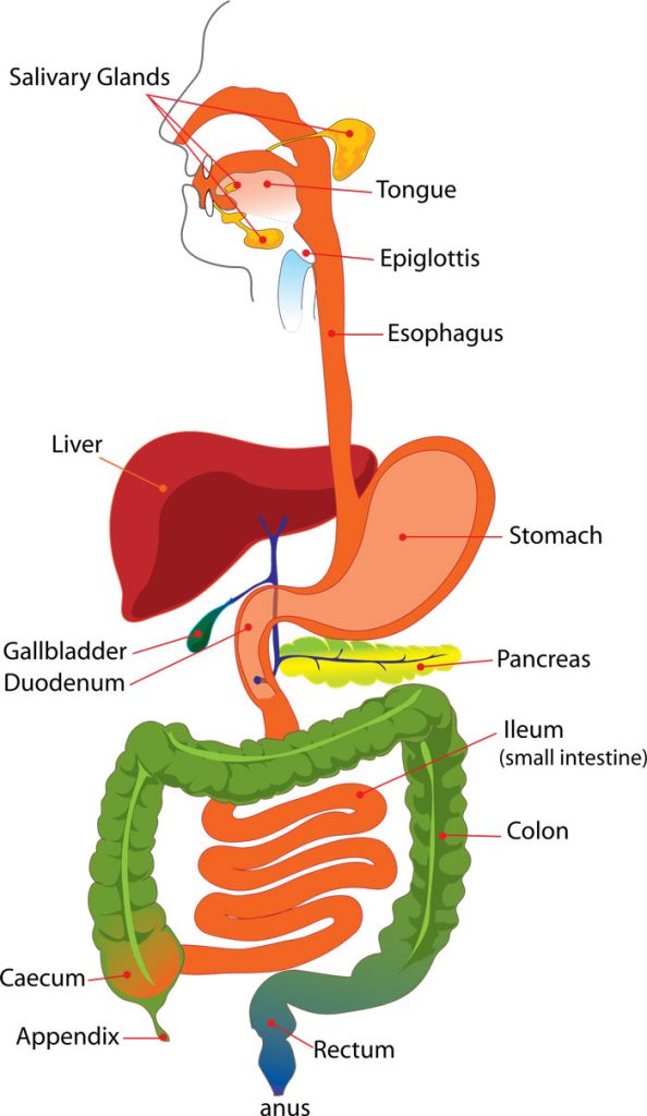 Digestive System Organs In Order
