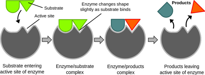 enzyme-action