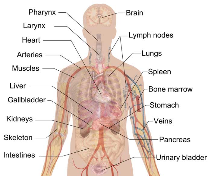 organs-human-body-function-systems-facts-science4fun