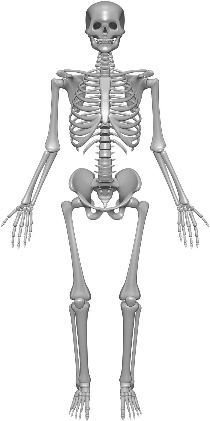 Skeleton System Structure Composition Facts Science4Fun