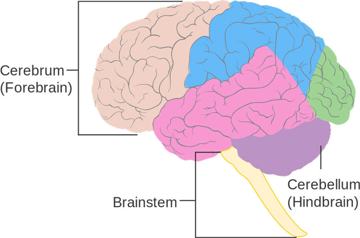 parts-of-the-brain