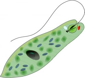 Euglena-protist