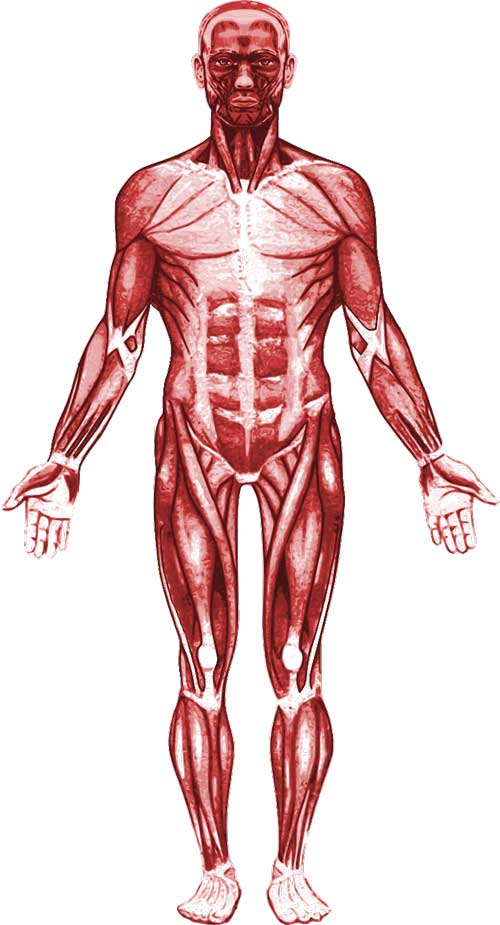 Muscular System Working Muscle Types Facts Science Fun