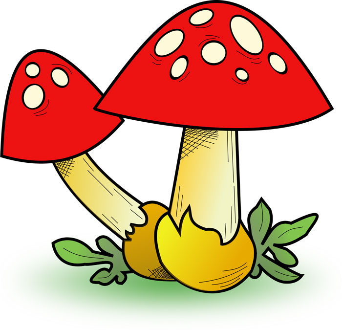 mushrooms-fungi