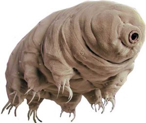 Tardigrade-colorful-image