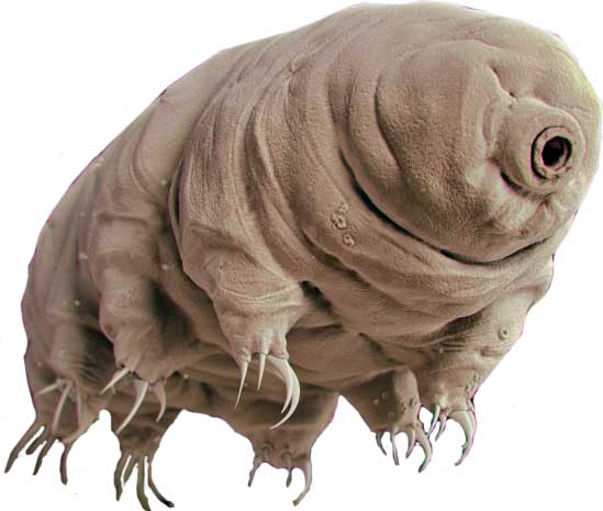 Featured Creature: Tardigrade Biodiversity For A Livable, 59% OFF