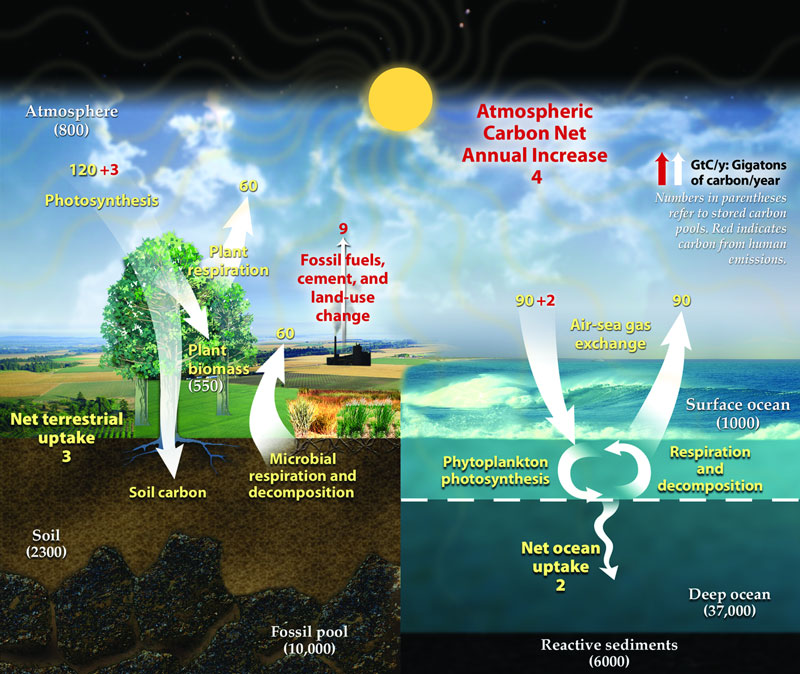 carbon-cycle-how-it-works-facts-science4fun