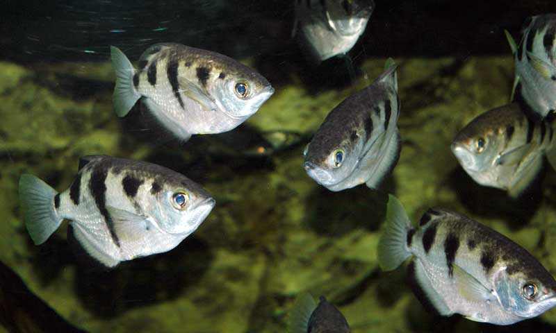 Archer Fish Habitat