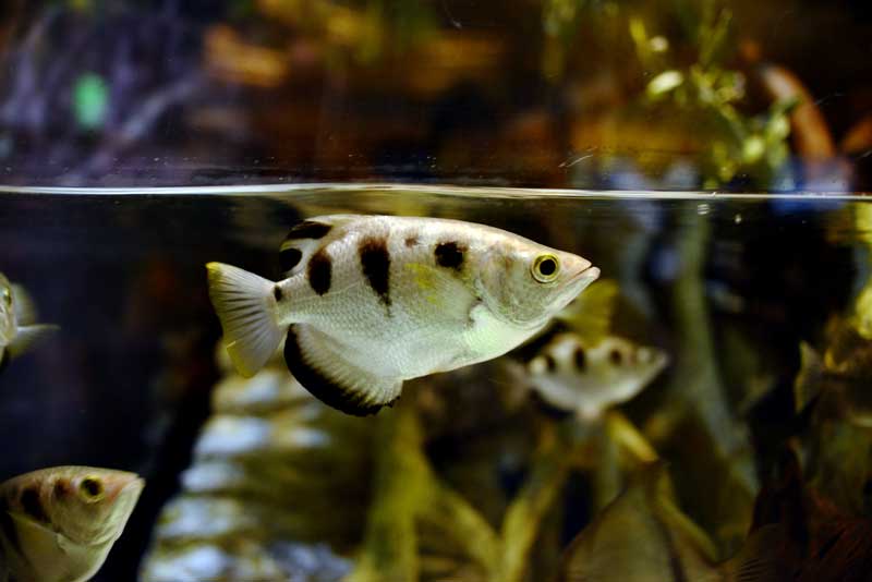 Archerfish: [Facts + Diet + Habitat] and More - Science4Fun