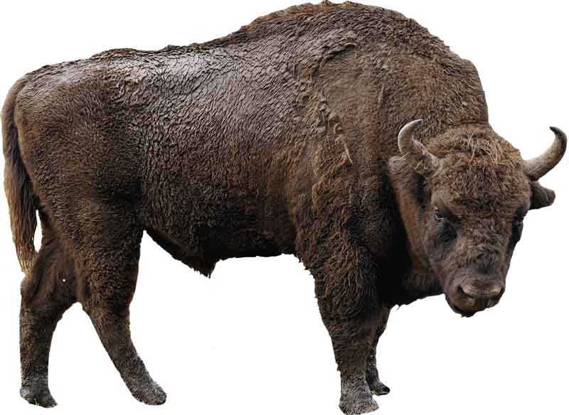 Bison | Lifestyle + Habitat + Amazing Facts | - Science4Fun