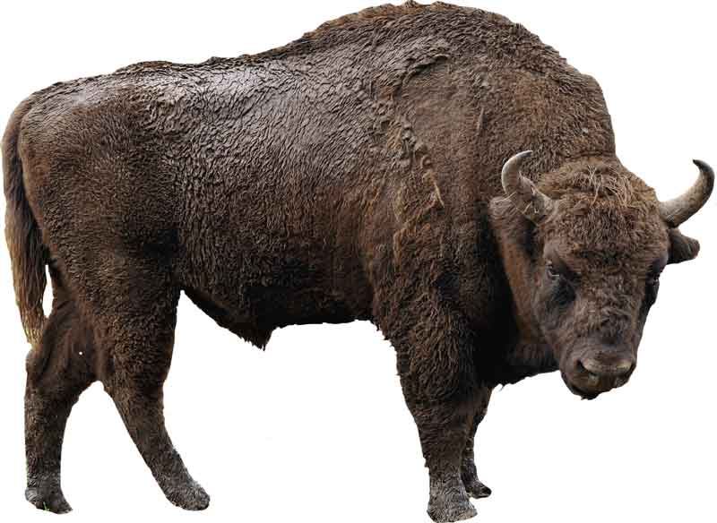 european bison vs american bison