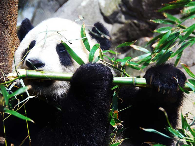 Giant panda diet, What do giant pandas typically eat, and how do they feed?