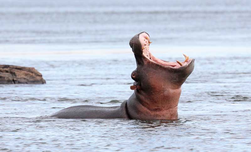 Hippopotamus-in-water