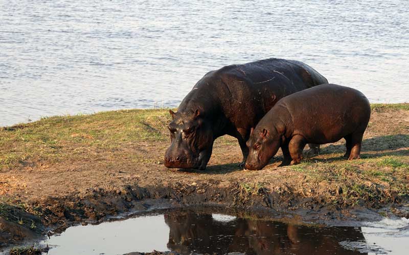 hippopotamus habitat