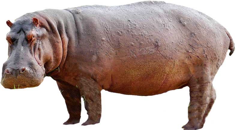 Hippopotamus Photos and Images