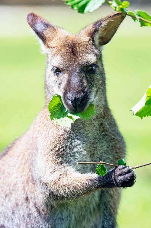 Kangaroo Facts Habitat Diet Appearance - Science4Fun