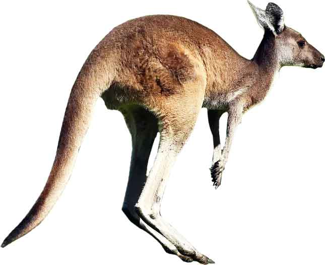 Kangaroo | Facts + Habitat + Diet + Appearance | - Science4Fun