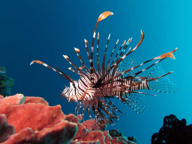 Lionfish | Habitat + Diet + Interesting Facts | - Science4Fun